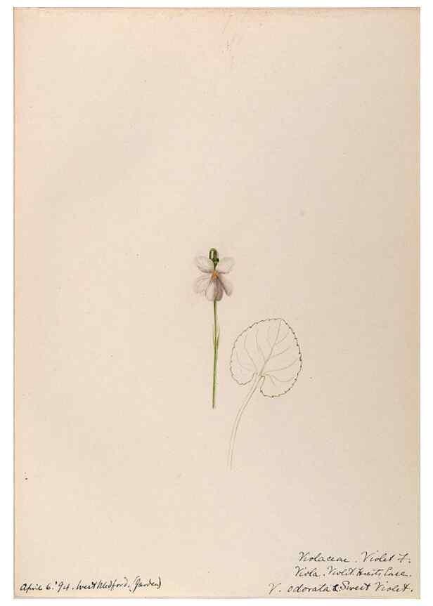 Reproducción/Reproduction 48789053926: [Water-color sketches of plants of North America and Europe]. . 