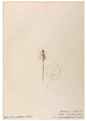 Reproducción/Reproduction 48789053926: [Water-color sketches of plants of North America and Europe]. . 