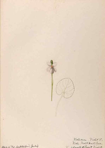 Reproducción/Reproduction 48789053926: [Water-color sketches of plants of North America and Europe]. . 