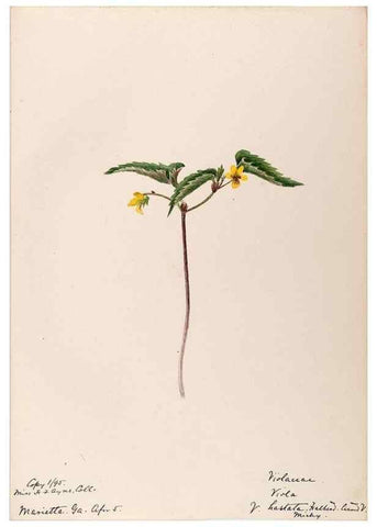 Reproducción/Reproduction 48789054261: [Water-color sketches of plants of North America and Europe]. . 