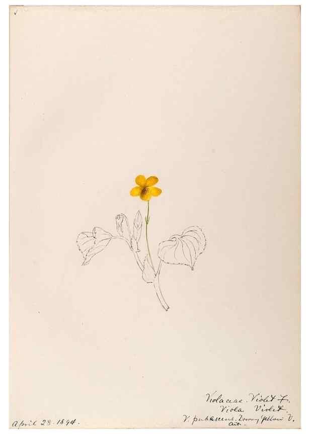 Reproducción/Reproduction 48788692268: [Water-color sketches of plants of North America and Europe]. . 