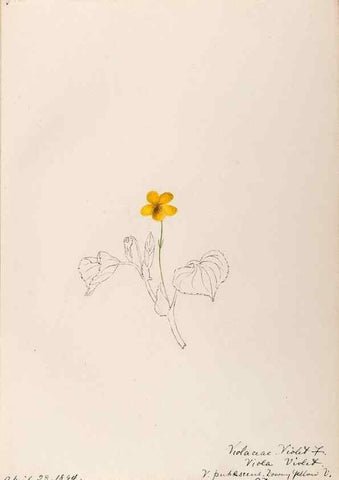 Reproducción/Reproduction 48788692268: [Water-color sketches of plants of North America and Europe]. . 