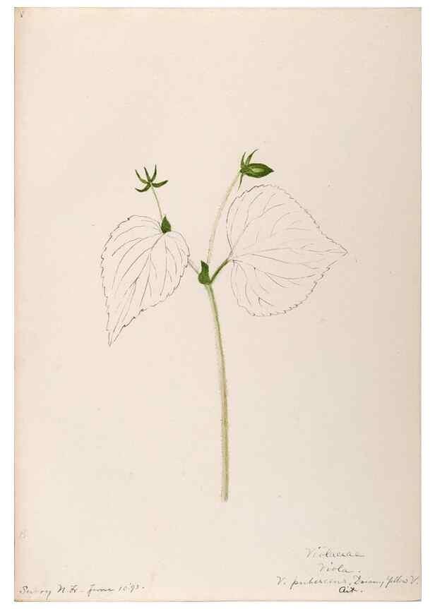 Reproducción/Reproduction 48788692508: [Water-color sketches of plants of North America and Europe]. . 