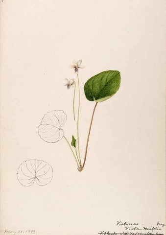 Reproducción/Reproduction 48788690473: [Water-color sketches of plants of North America and Europe]. . 