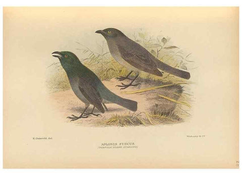 Reproducción/Reproduction 48786438406: The birds of Norfolk & Lord Howe Islands and the Australasian South Polar quadrant :. London :H.F. & G. Witherby,1928.. 