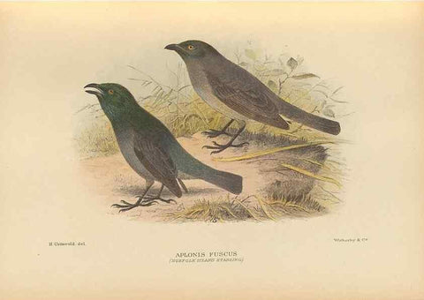 Reproducción/Reproduction 48786438406: The birds of Norfolk & Lord Howe Islands and the Australasian South Polar quadrant :. London :H.F. & G. Witherby,1928.. 