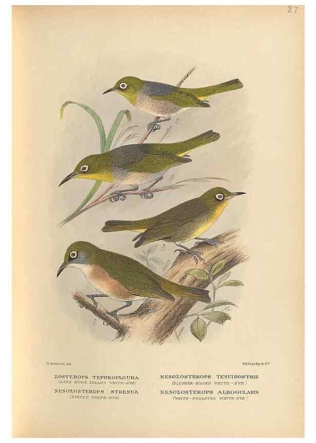 Reproducción/Reproduction 48786438171: The birds of Norfolk & Lord Howe Islands and the Australasian South Polar quadrant :. London :H.F. & G. Witherby,1928.. 