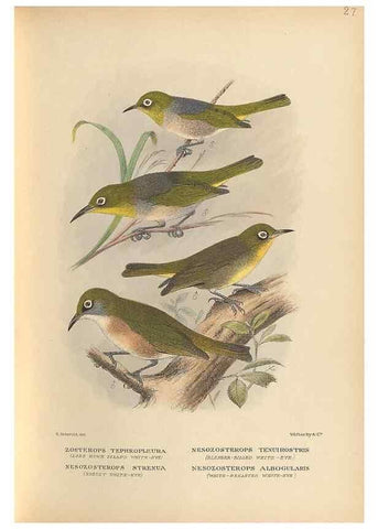 Reproducción/Reproduction 48786438171: The birds of Norfolk & Lord Howe Islands and the Australasian South Polar quadrant :. London :H.F. & G. Witherby,1928.. 
