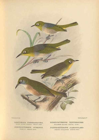 Reproducción/Reproduction 48786438171: The birds of Norfolk & Lord Howe Islands and the Australasian South Polar quadrant :. London :H.F. & G. Witherby,1928.. 