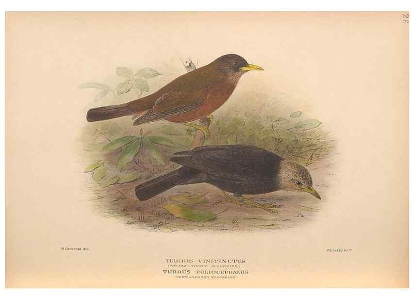 Reproducción/Reproduction 48786073103: The birds of Norfolk & Lord Howe Islands and the Australasian South Polar quadrant :. London :H.F. & G. Witherby,1928.. 