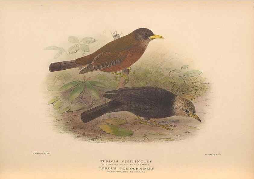 Reproducción/Reproduction 48786073103: The birds of Norfolk & Lord Howe Islands and the Australasian South Polar quadrant :. London :H.F. & G. Witherby,1928.. 
