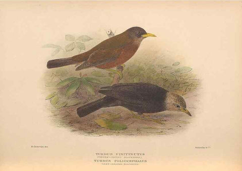 Reproducción/Reproduction 48786073103: The birds of Norfolk & Lord Howe Islands and the Australasian South Polar quadrant :. London :H.F. & G. Witherby,1928.. 