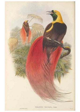 Reproducción/Reproduction 48765558233: The birds of New Guinea and the adjacent Papuan islands. London :Henry Sotheran & Co.,1875-1888.. 