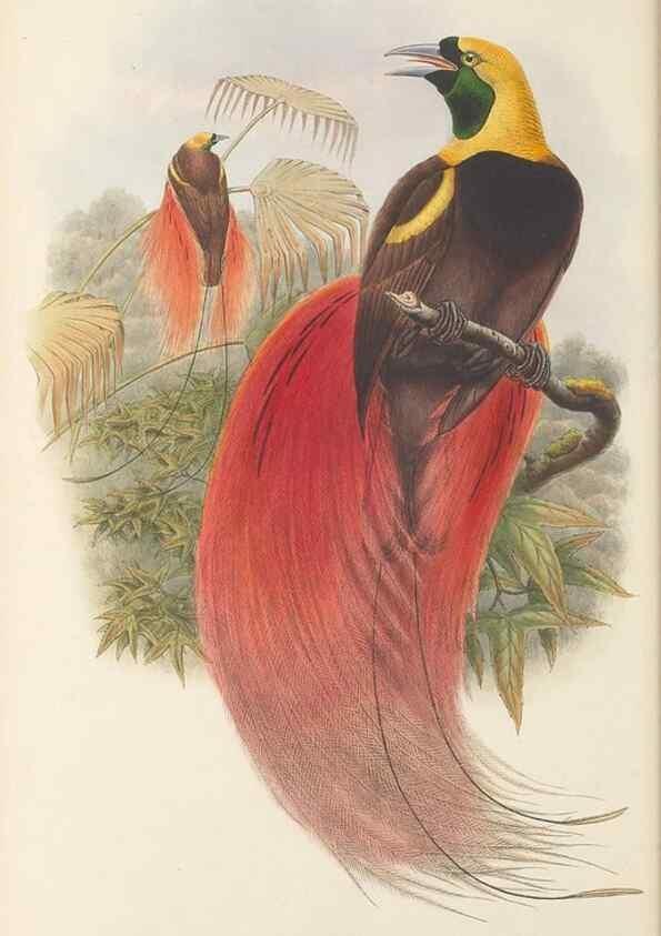 Reproducción/Reproduction 48765558233: The birds of New Guinea and the adjacent Papuan islands. London :Henry Sotheran & Co.,1875-1888.. 