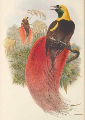 Reproducción/Reproduction 48765558233: The birds of New Guinea and the adjacent Papuan islands. London :Henry Sotheran & Co.,1875-1888.. 