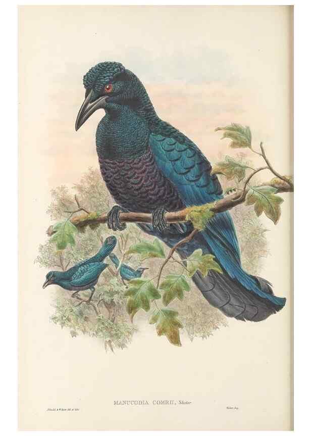 Reproducción/Reproduction 48766089452: The birds of New Guinea and the adjacent Papuan islands. London :Henry Sotheran & Co.,1875-1888.. 