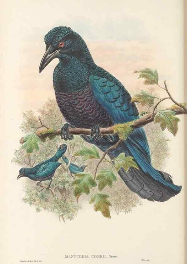 Reproducción/Reproduction 48766089452: The birds of New Guinea and the adjacent Papuan islands. London :Henry Sotheran & Co.,1875-1888.. 