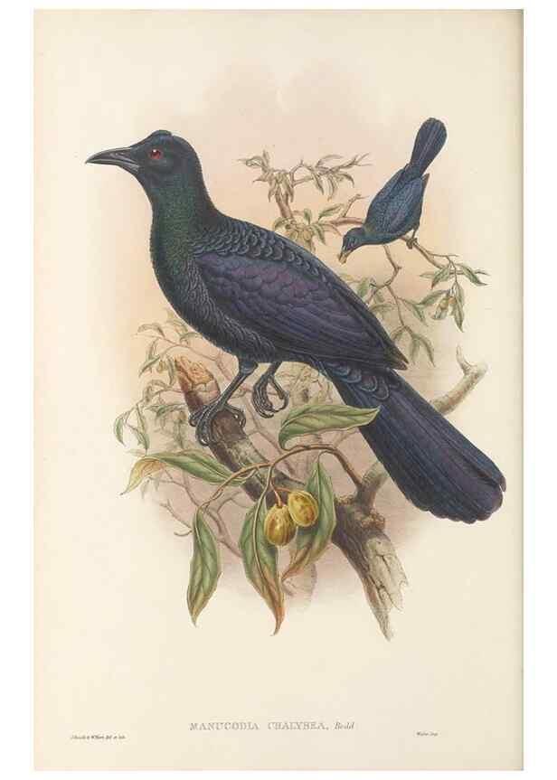 Reproducción/Reproduction 48765558898: The birds of New Guinea and the adjacent Papuan islands. London :Henry Sotheran & Co.,1875-1888.. 