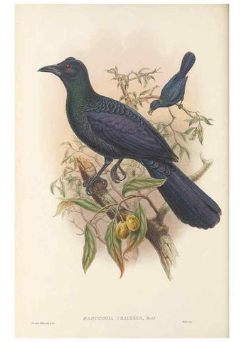Reproducción/Reproduction 48765558898: The birds of New Guinea and the adjacent Papuan islands. London :Henry Sotheran & Co.,1875-1888.. 