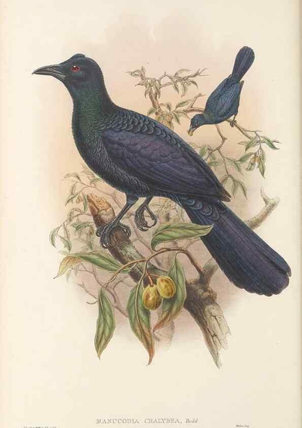Reproducción/Reproduction 48765558898: The birds of New Guinea and the adjacent Papuan islands. London :Henry Sotheran & Co.,1875-1888.. 