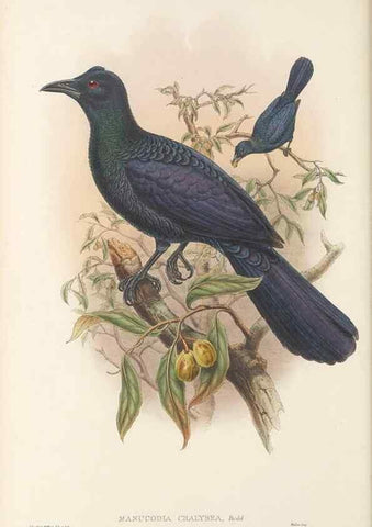 Reproducción/Reproduction 48765558898: The birds of New Guinea and the adjacent Papuan islands. London :Henry Sotheran & Co.,1875-1888.. 