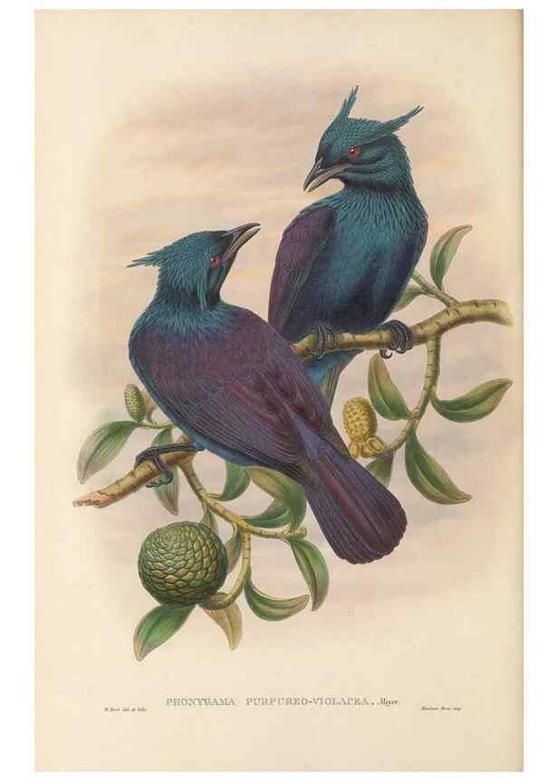 Reproducción/Reproduction 48766090182: The birds of New Guinea and the adjacent Papuan islands. London :Henry Sotheran & Co.,1875-1888.. 