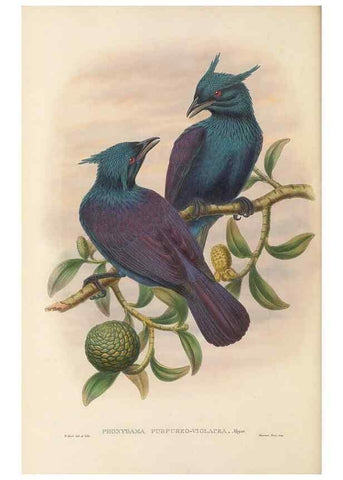 Reproducción/Reproduction 48766090182: The birds of New Guinea and the adjacent Papuan islands. London :Henry Sotheran & Co.,1875-1888.. 