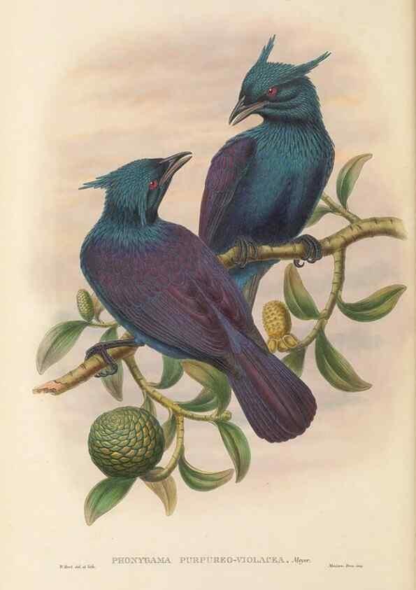 Reproducción/Reproduction 48766090182: The birds of New Guinea and the adjacent Papuan islands. London :Henry Sotheran & Co.,1875-1888.. 
