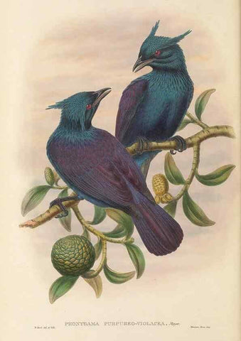 Reproducción/Reproduction 48766090182: The birds of New Guinea and the adjacent Papuan islands. London :Henry Sotheran & Co.,1875-1888.. 