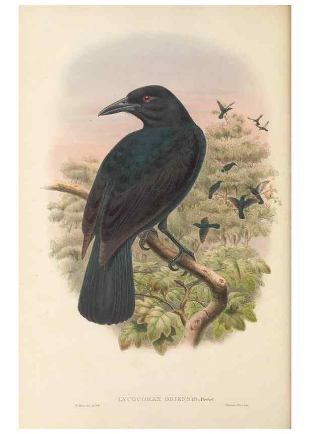 Reproducción/Reproduction 48765890541: The birds of New Guinea and the adjacent Papuan islands. London :Henry Sotheran & Co.,1875-1888.. 