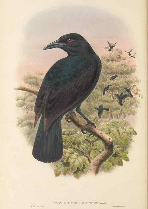 Reproducción/Reproduction 48765890541: The birds of New Guinea and the adjacent Papuan islands. London :Henry Sotheran & Co.,1875-1888.. 