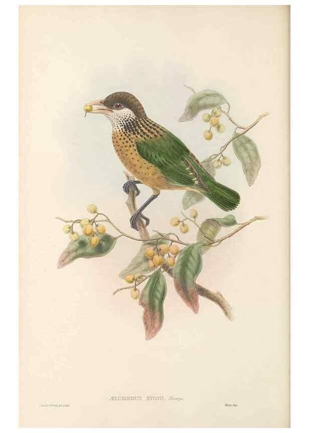 Reproducción/Reproduction 48766091027: The birds of New Guinea and the adjacent Papuan islands. London :Henry Sotheran & Co.,1875-1888.. 