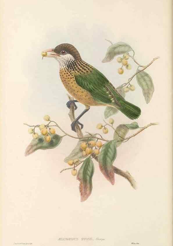 Reproducción/Reproduction 48766091027: The birds of New Guinea and the adjacent Papuan islands. London :Henry Sotheran & Co.,1875-1888.. 