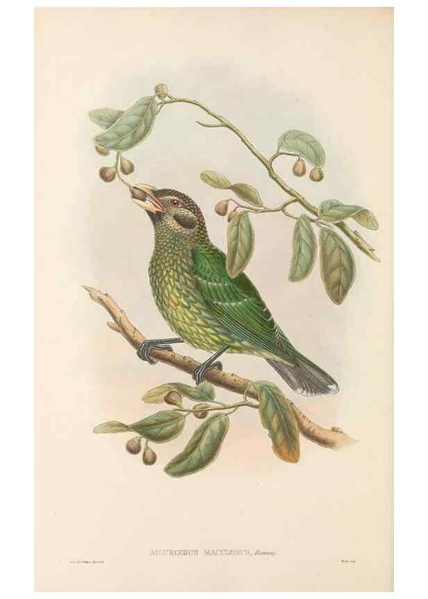 Reproducción/Reproduction 48765891651: The birds of New Guinea and the adjacent Papuan islands. London :Henry Sotheran & Co.,1875-1888.. 