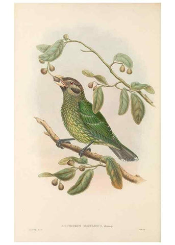 Reproducción/Reproduction 48765891651: The birds of New Guinea and the adjacent Papuan islands. London :Henry Sotheran & Co.,1875-1888.. 