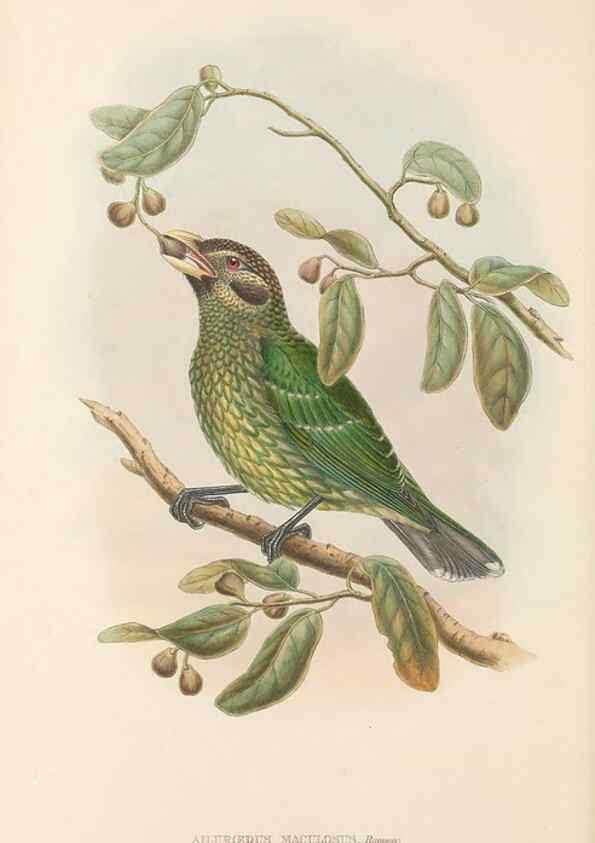 Reproducción/Reproduction 48765891651: The birds of New Guinea and the adjacent Papuan islands. London :Henry Sotheran & Co.,1875-1888.. 