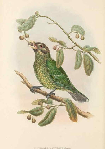 Reproducción/Reproduction 48765891651: The birds of New Guinea and the adjacent Papuan islands. London :Henry Sotheran & Co.,1875-1888.. 