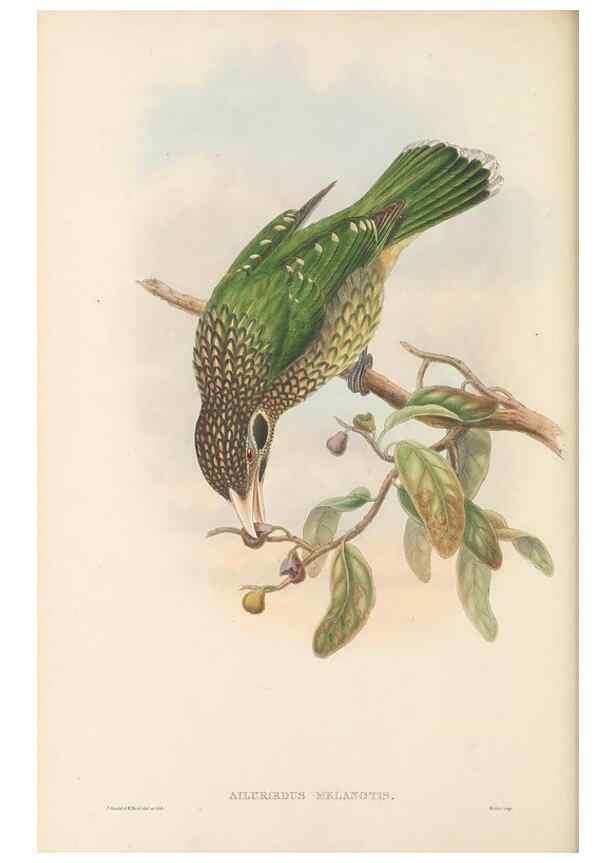 Reproducción/Reproduction 48765561333: The birds of New Guinea and the adjacent Papuan islands. London :Henry Sotheran & Co.,1875-1888.. 
