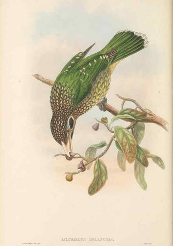 Reproducción/Reproduction 48765561333: The birds of New Guinea and the adjacent Papuan islands. London :Henry Sotheran & Co.,1875-1888.. 