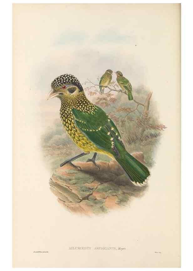 Reproducción/Reproduction 48765561583: The birds of New Guinea and the adjacent Papuan islands. London :Henry Sotheran & Co.,1875-1888.. 