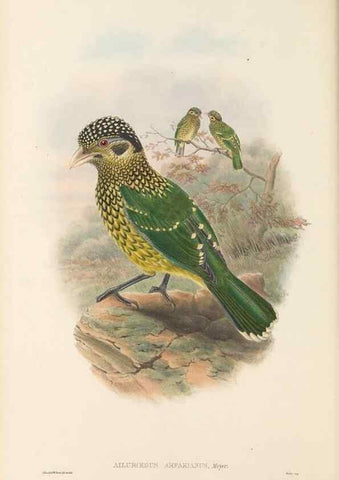 Reproducción/Reproduction 48765561583: The birds of New Guinea and the adjacent Papuan islands. London :Henry Sotheran & Co.,1875-1888.. 