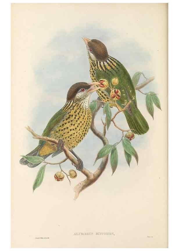 Reproducción/Reproduction 48765892846: The birds of New Guinea and the adjacent Papuan islands. London :Henry Sotheran & Co.,1875-1888.. 