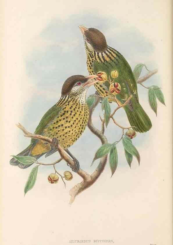Reproducción/Reproduction 48765892846: The birds of New Guinea and the adjacent Papuan islands. London :Henry Sotheran & Co.,1875-1888.. 
