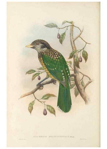 Reproducción/Reproduction 48765562438: The birds of New Guinea and the adjacent Papuan islands. London :Henry Sotheran & Co.,1875-1888.. 