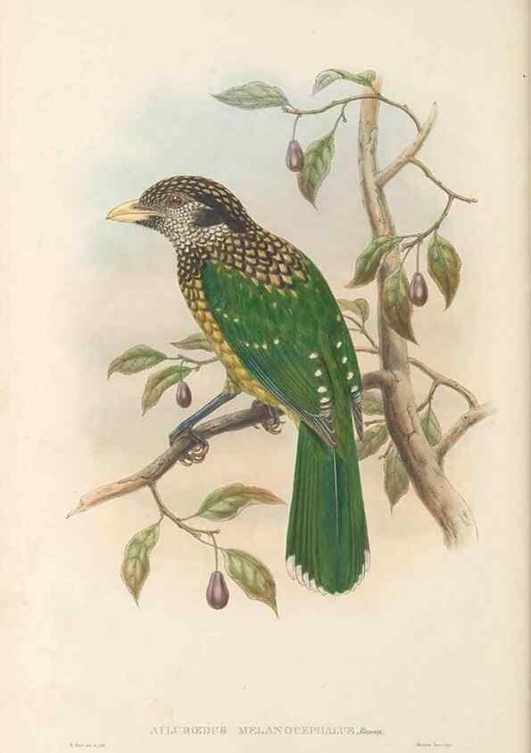 Reproducción/Reproduction 48765562438: The birds of New Guinea and the adjacent Papuan islands. London :Henry Sotheran & Co.,1875-1888.. 