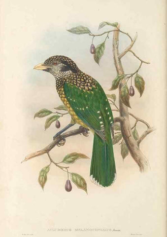 Reproducción/Reproduction 48765562438: The birds of New Guinea and the adjacent Papuan islands. London :Henry Sotheran & Co.,1875-1888.. 