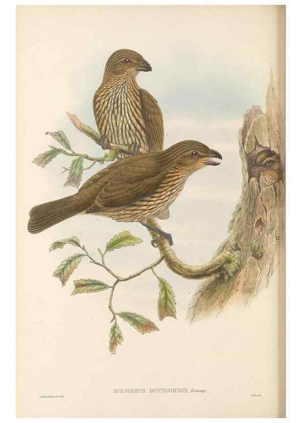 Reproducción/Reproduction 48766093727: The birds of New Guinea and the adjacent Papuan islands. London :Henry Sotheran & Co.,1875-1888.. 