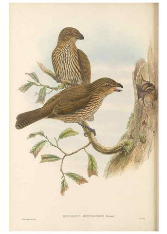 Reproducción/Reproduction 48766093727: The birds of New Guinea and the adjacent Papuan islands. London :Henry Sotheran & Co.,1875-1888.. 