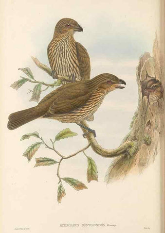 Reproducción/Reproduction 48766093727: The birds of New Guinea and the adjacent Papuan islands. London :Henry Sotheran & Co.,1875-1888.. 