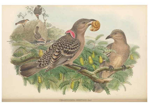 Reproducción/Reproduction 48765893726: The birds of New Guinea and the adjacent Papuan islands. London :Henry Sotheran & Co.,1875-1888.. 